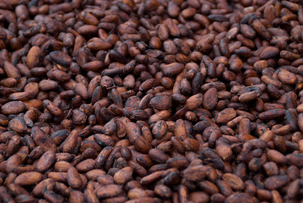 cacao beans raw